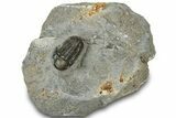 Detailed Gerastos Trilobite Fossil - Morocco #311246-3